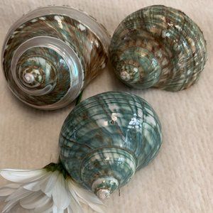 Three piece aquamarine and brown natural sea shell